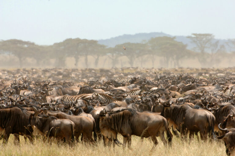 Africa wildebeest migration 3