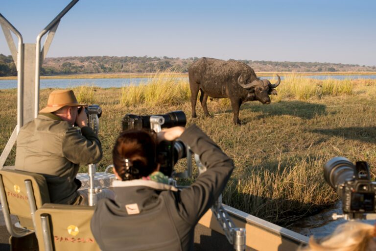 Botswana chobe under canvas experience pangolin photo safaris photographic boat chobe river buffalo 1