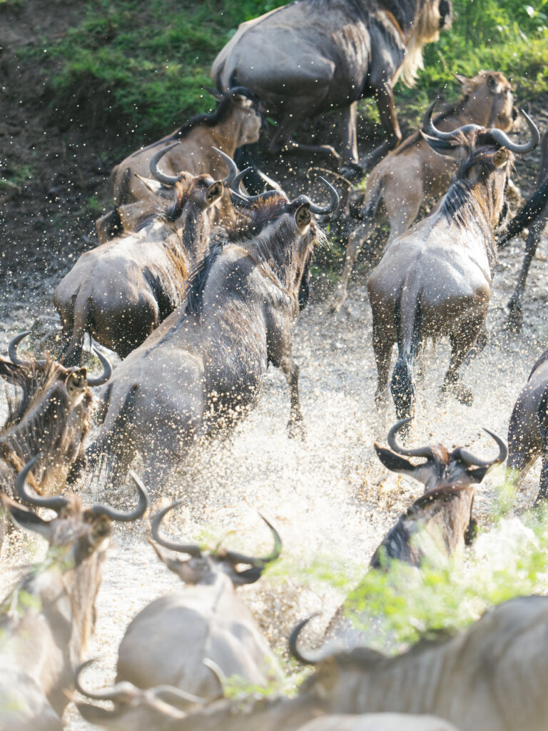 Bushtops camps tiere 2