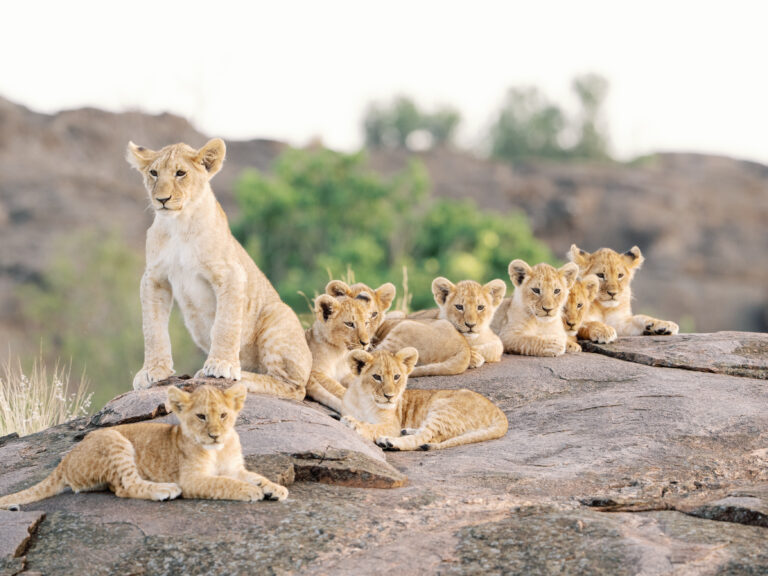 Bushtops camps tiere 3