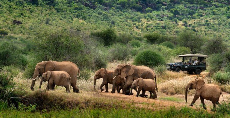 Kenya suyian lodge game drive elephants