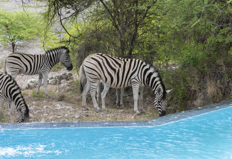 Onguma tented camp 2