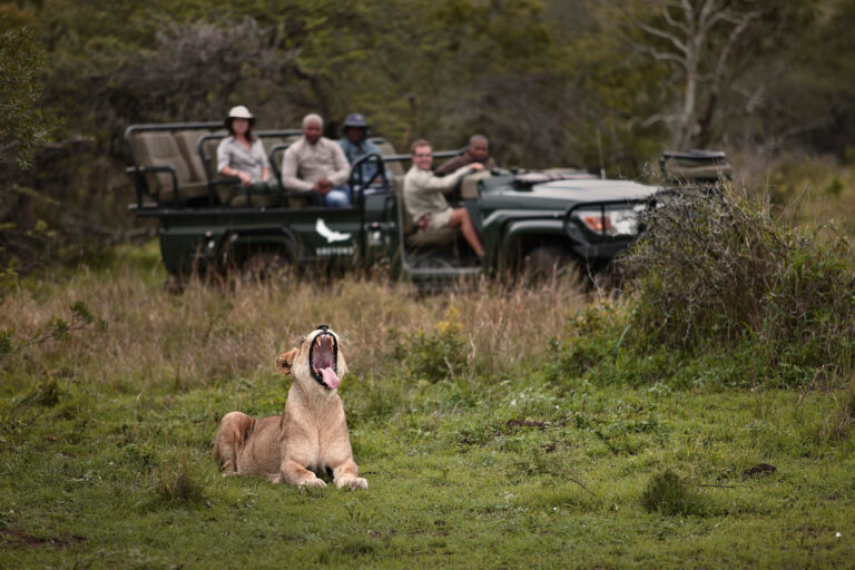Safari game drive at andbeyond phinda mountain lodge 2