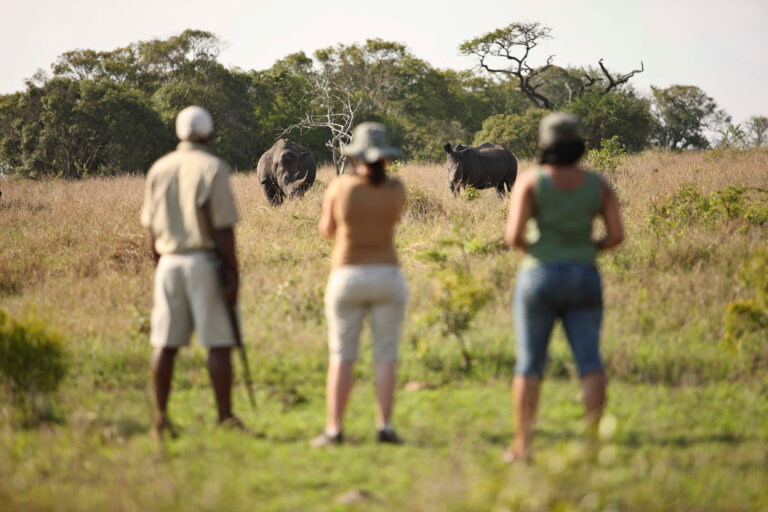 South africa phinda mountain experience bush safari walk with rhino 1