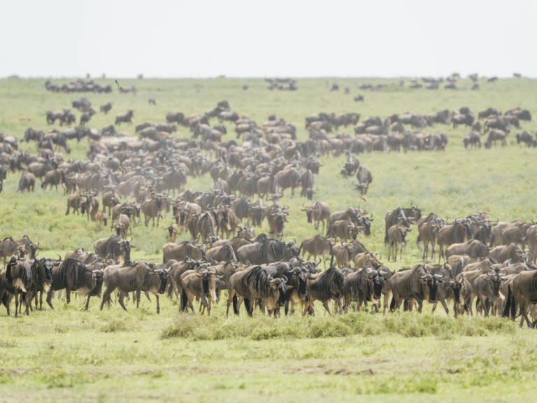 Wildlife oliver fly photography 27