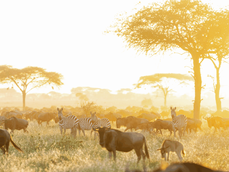 Wildlife oliver fly photography 4