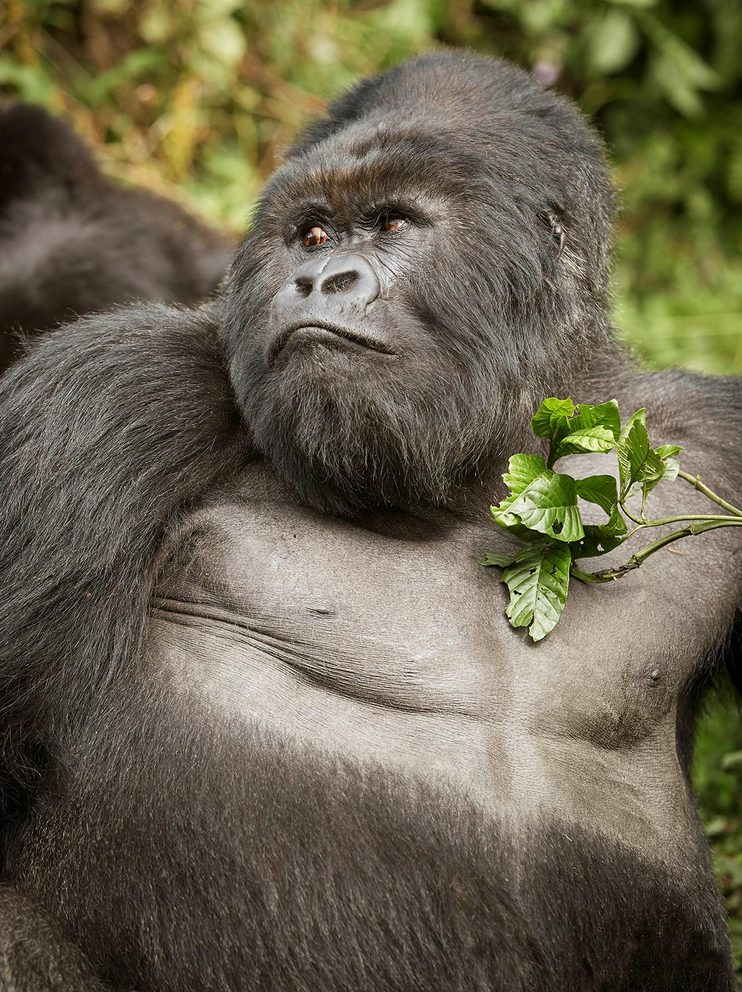 One and only gorilla tracking