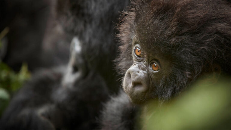 © one&only gorilla's nest