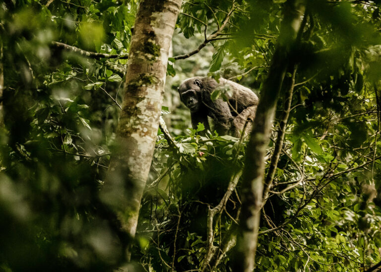 One and only nyungwe house chimpanzee trek