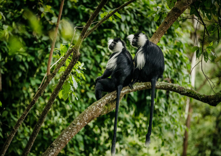 One and only nyungwe house colobus monkey trek