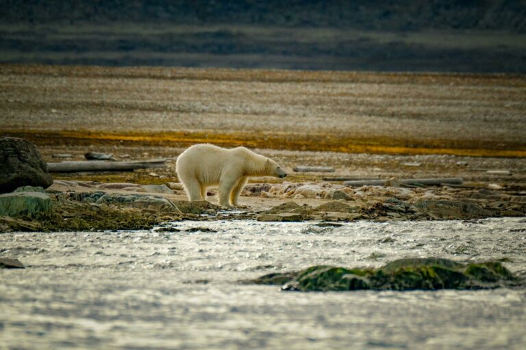 Spitzbergen expedition eisbaeren welt der reisen
