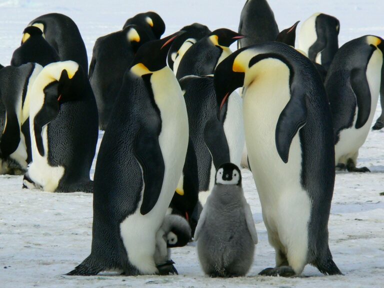 Suedgeorgien expedition pinguine welt der reisen